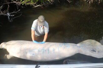 The vast majority of manatee deaths have been in the Indian River Lagoon, a biological diverse east coast estuary that has been plagued with water quality problems and widespread seagrass losses. Photo Courtesy of The Florida Fish and Wildlife Conservation Commission