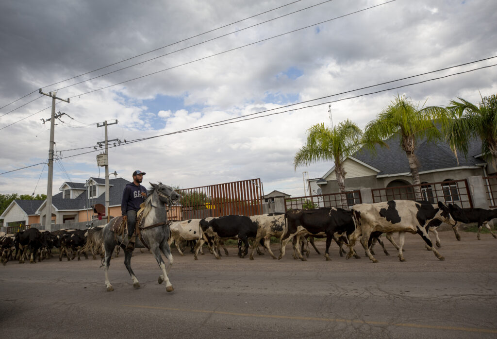 Cattle are herded down a street in Saucillo, Chihuahua. Cattle ranching is an economic driver in the Delicias region but has been impacted by drought.