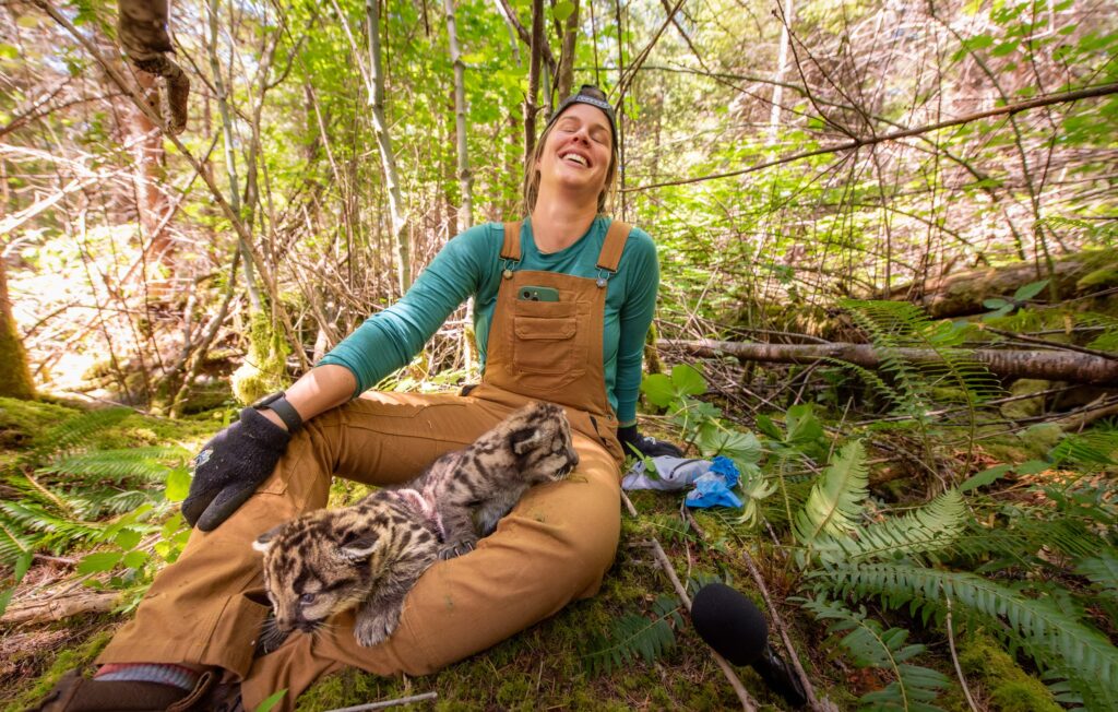 Caitlin Kupar corrals a pair of cougar kittens while giving them examinations during a visit to their den on the Olympic Peninsula. Credit: Michael Kodas