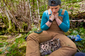 Caitlin Kupar prepares to give a cougar kitten a health assessment while visiting a den on Washington state's Olympic Peninsula in June.
