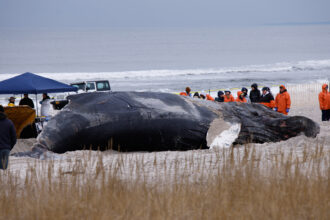 The carcass of a humpback whale lies on Long Island's Lido Beach in New York, in January 2023. A necropsy revealed that the 29,000-pound mammal was struck by a vessel and died ashore. Credit: Kena Betancur/AFP via Getty Images.