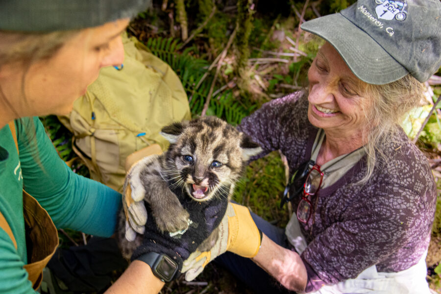 Inside Climate News reporter Liza Gross, right, takes the handoff of a cougar kitten from Caitlin Kupar, of Panthera, a global wild cat conservation organization, while accompanying biologists with the organization's Olympic Cougar Project to a cougar den on the Olympic Peninsula. Credit: Michael Kodas