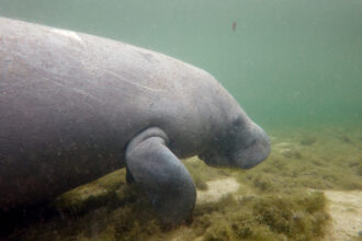 A manatee swims in the Homosassa River on Oct. 5, 2021 in Homosassa, Florida. Credit: Joe Raedle/Getty Images