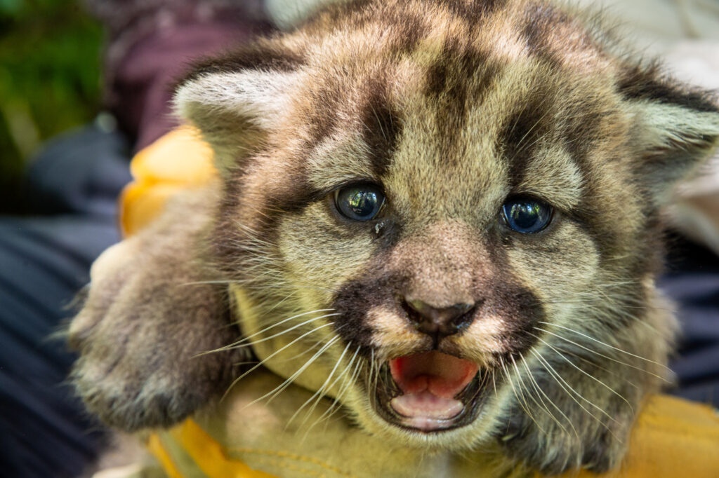 A cougar kitten makes some noise while being examined by biologists with the Olympic Cougar Project outside its den in Washington State. Credit: Michael Kodas