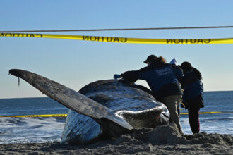 Officials examine a dead beached whale on Rockaway beach on Dec. 13, 2022 in the Queens borough of New York City. Credit: Bryan Bedder/Getty Images